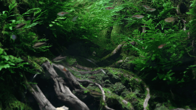 Lush aquarium underwater where fish swim