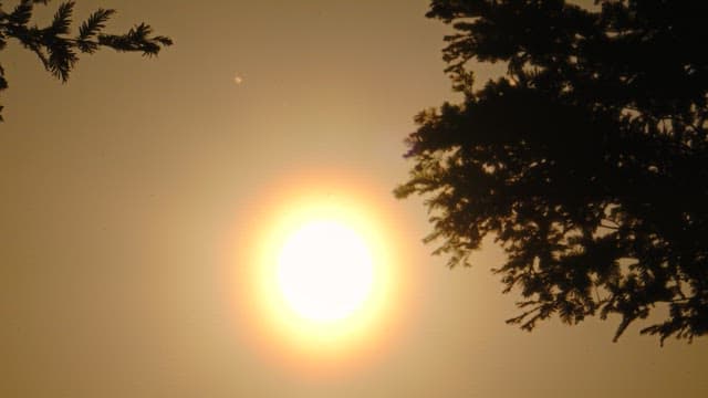 Sunset through trees in a sky