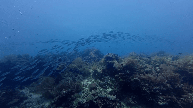 산호초 위를 헤엄치는 물고기 떼