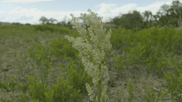 Plant in green field
