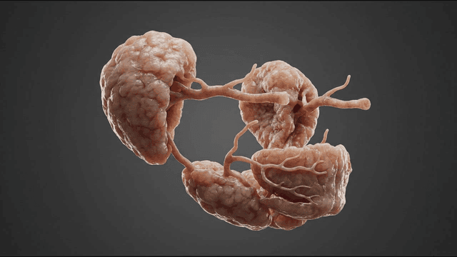 Detailed view of human organs
