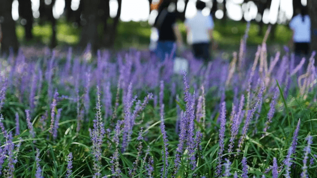 보라색 꽃밭을 걷는 사람들