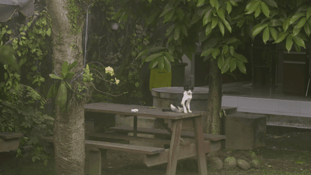 정원에 있는 나무 테이블 위에 앉아 있는 고양이