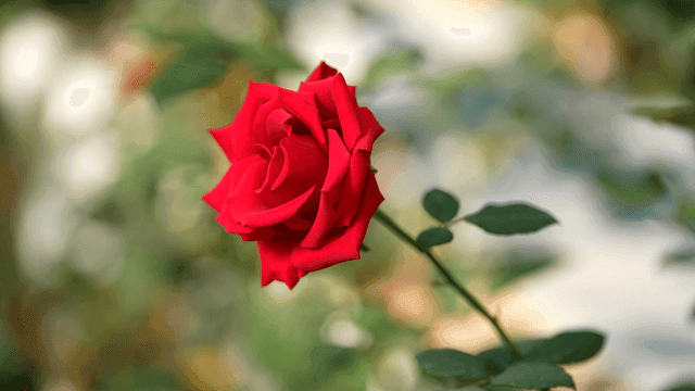 Fully bloomed red rose