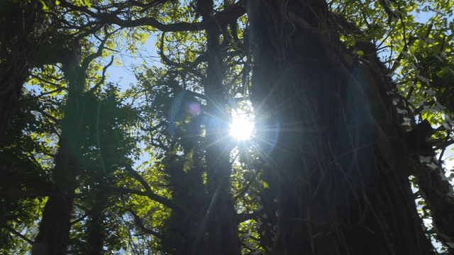 Sunlight filtering through dense trees