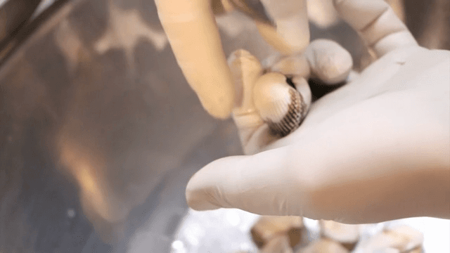 숟가락으로 꼬막을 손질하는 모습