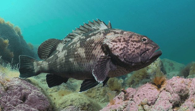 Large fish swimming near coral reefs