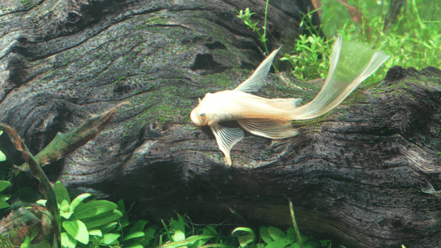 Fish resting on mossy tree underwater