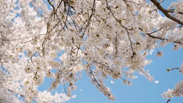 맑은 하늘 아래 만개한 벚꽃