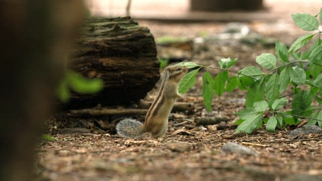 Squirrel Standing Alert in the Forest