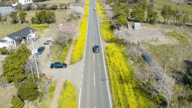 벚꽃과 유채꽃이 늘어선 경치 좋은 도로를 달리는 차들