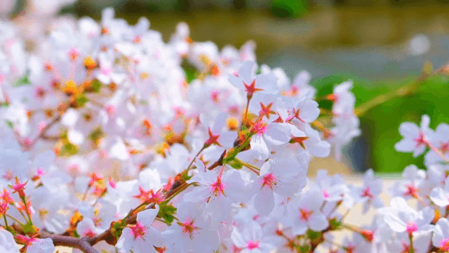 가지에 만개한 벚꽃