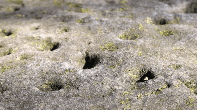 Close-up of a moss-covered rock surface
