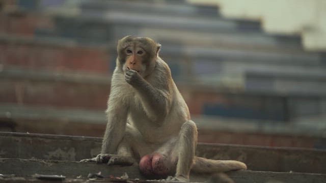 계단에 앉아 있는 원숭이