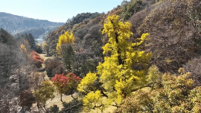 다채로운 나무가 있는 가을 숲