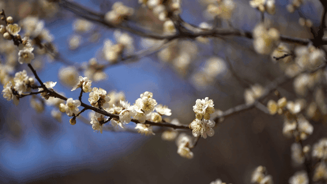 White blossoms on a branch in spring