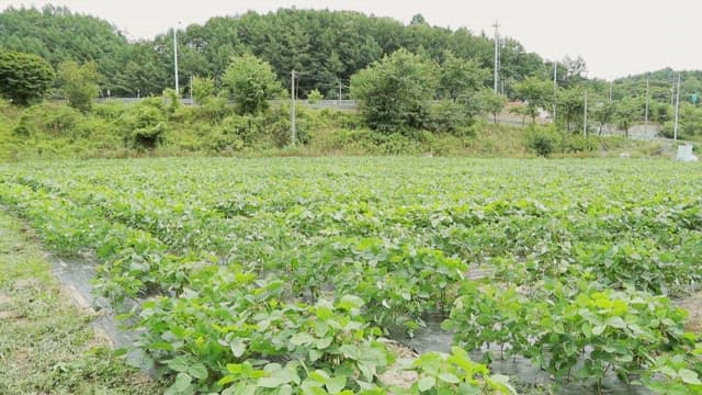 푸른 식물과 깻잎이 무성한 농장