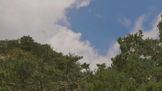 맑은 하늘 아래 고요한 숲