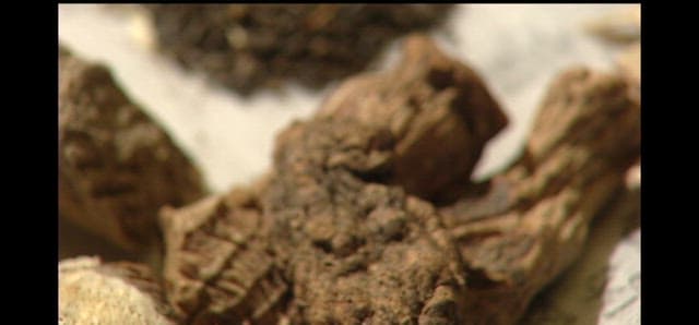 한약의 재료로 쓰이는 마른 약초들