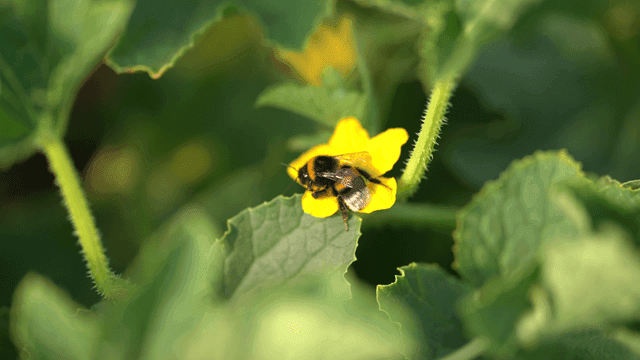 Bumblebees pollinating yellow flowers among green leaves