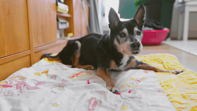 알록달록한 담요 위에 두리번 거리는 노령견