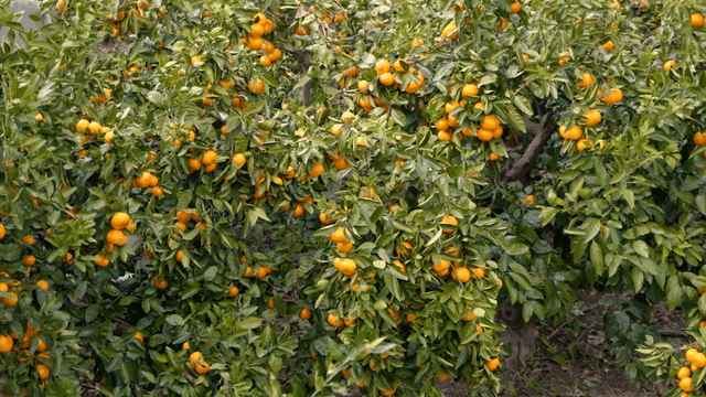 Tangerine tree with ripe fruit