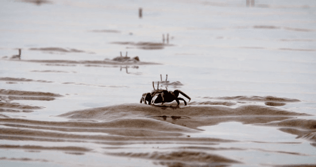 진흙 해안에서 움직이는 게들