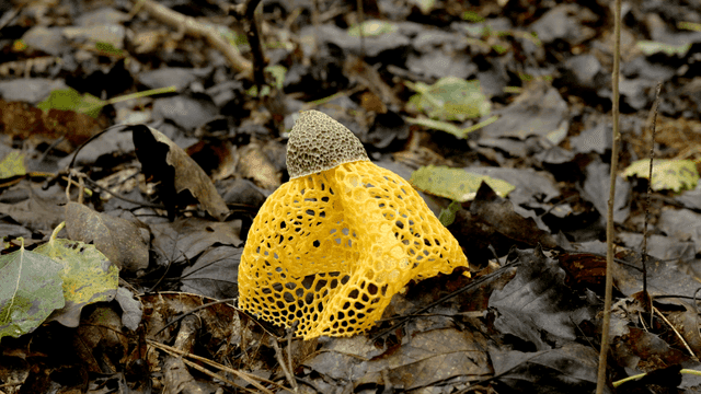 Vivid yellow basket mushrooms in forest