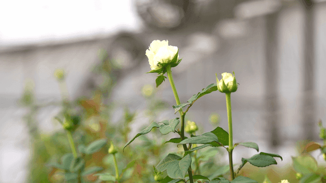 White roses blooming in a greenhouse