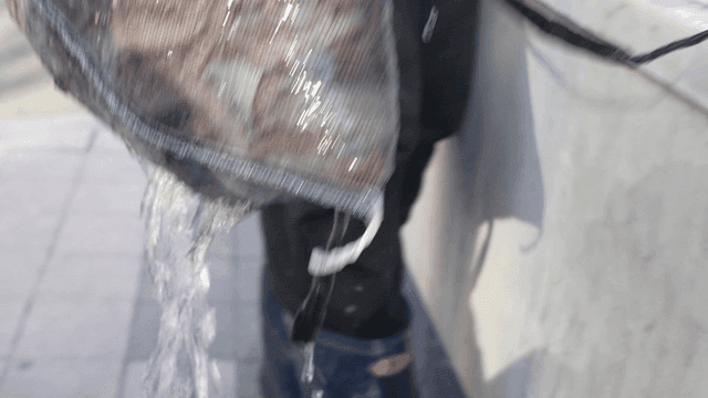 Octopus being taken out of tank in net