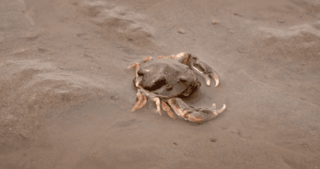 진흙 해안에서 움직이는 게