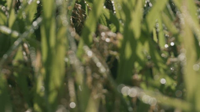 물방울이 맺힌 벼 이삭