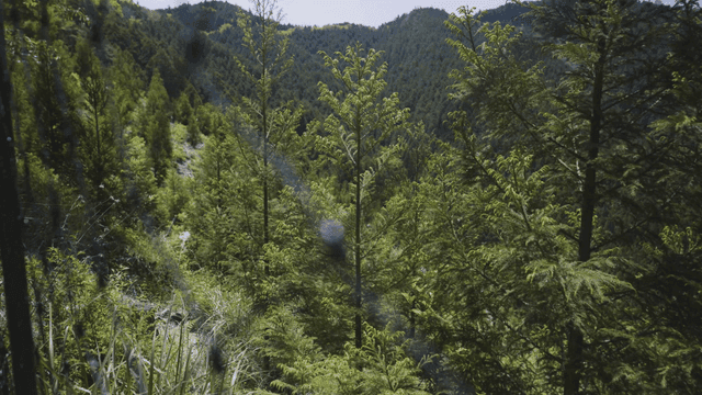 Lush green forest on a sunny day