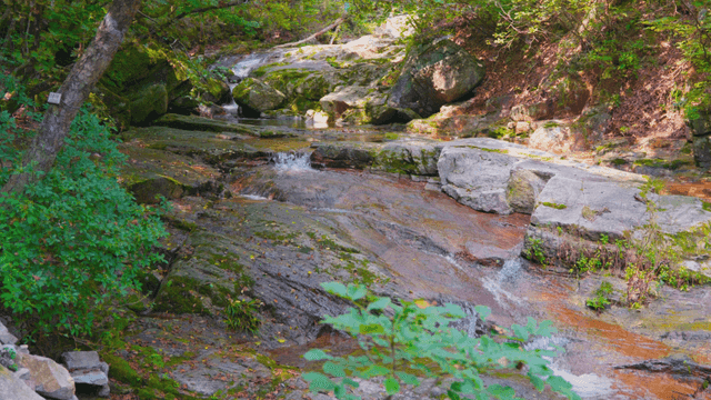 Calm brook in forest with rocks