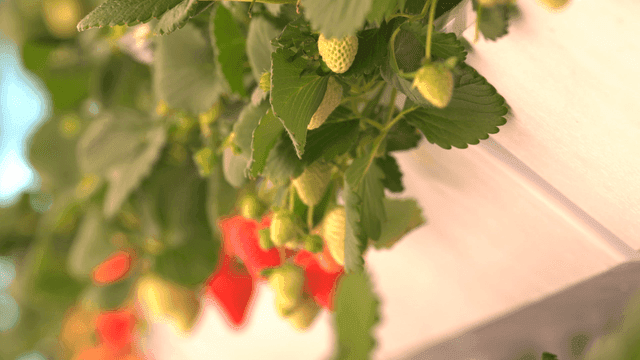 Hands picking strawberries in greenhouse