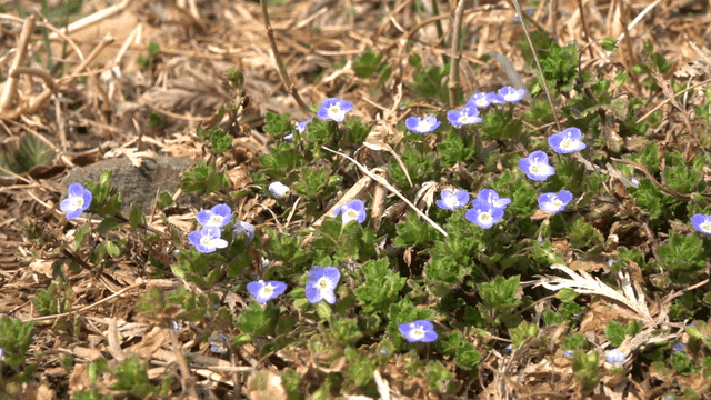Small purple flowers blooming in a field