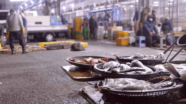 Early morning fish market displaying fresh seafood