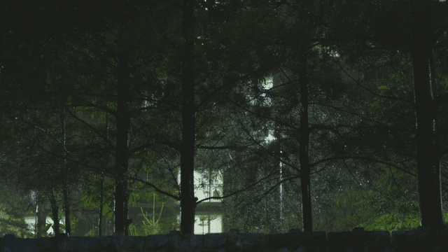 어두운 밤에 울창한 숲에 내리는 비