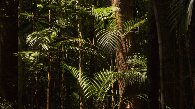 Trees in the forest illuminated by sunlight