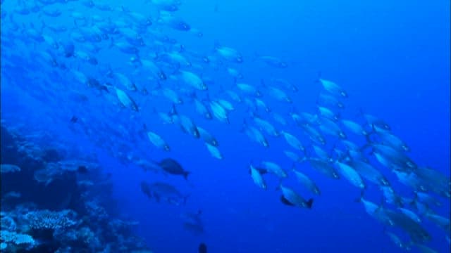 School of Fish Swimming in Blue Ocean Depths