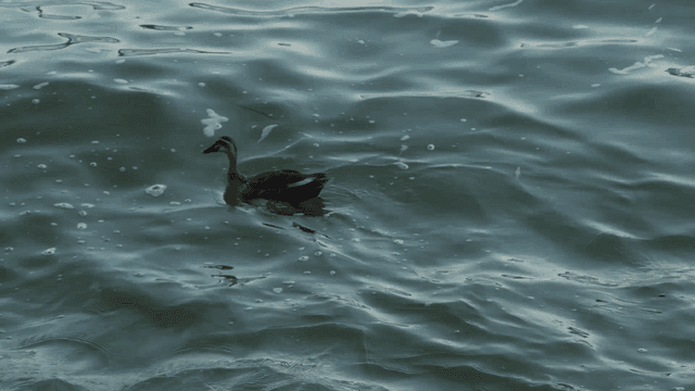 물 위를 유유히 헤엄치는 오리