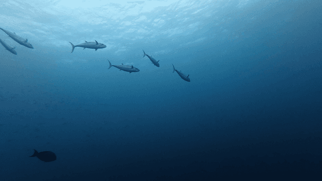 School of yellowtail swimming in crystal