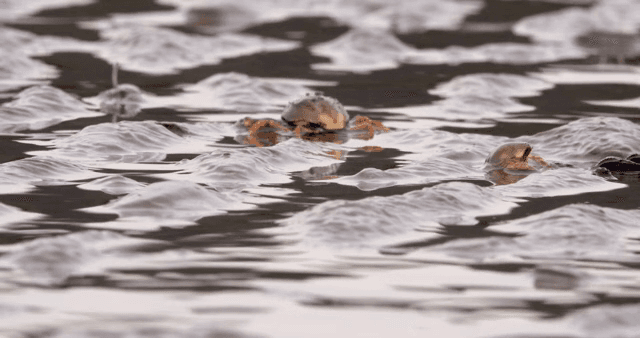 진흙 해안에서 움직이는 게들