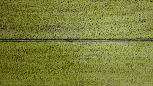 Person walking through a vast rice field