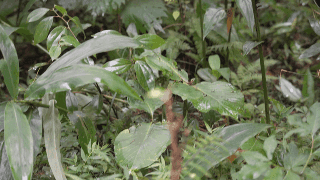 Green leaves in dense forest