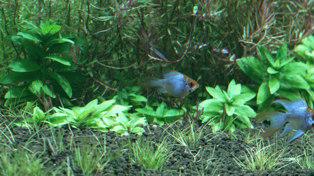 Colorful fish swimming in lush aquarium