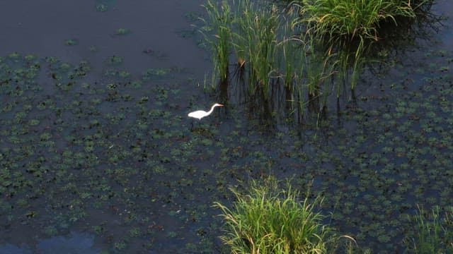 White heron in a lush wetland