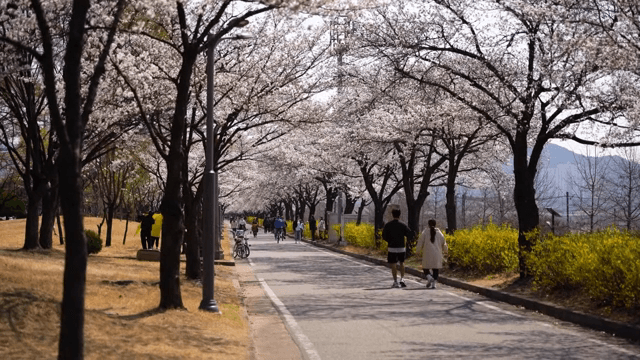 Cherry blossom trees lining a park path