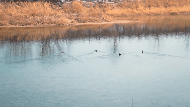 고요한 호수에서 수영하는 오리들