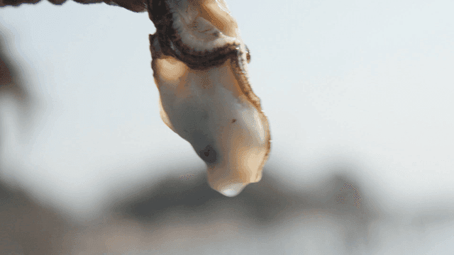 Fresh oyster dripping water